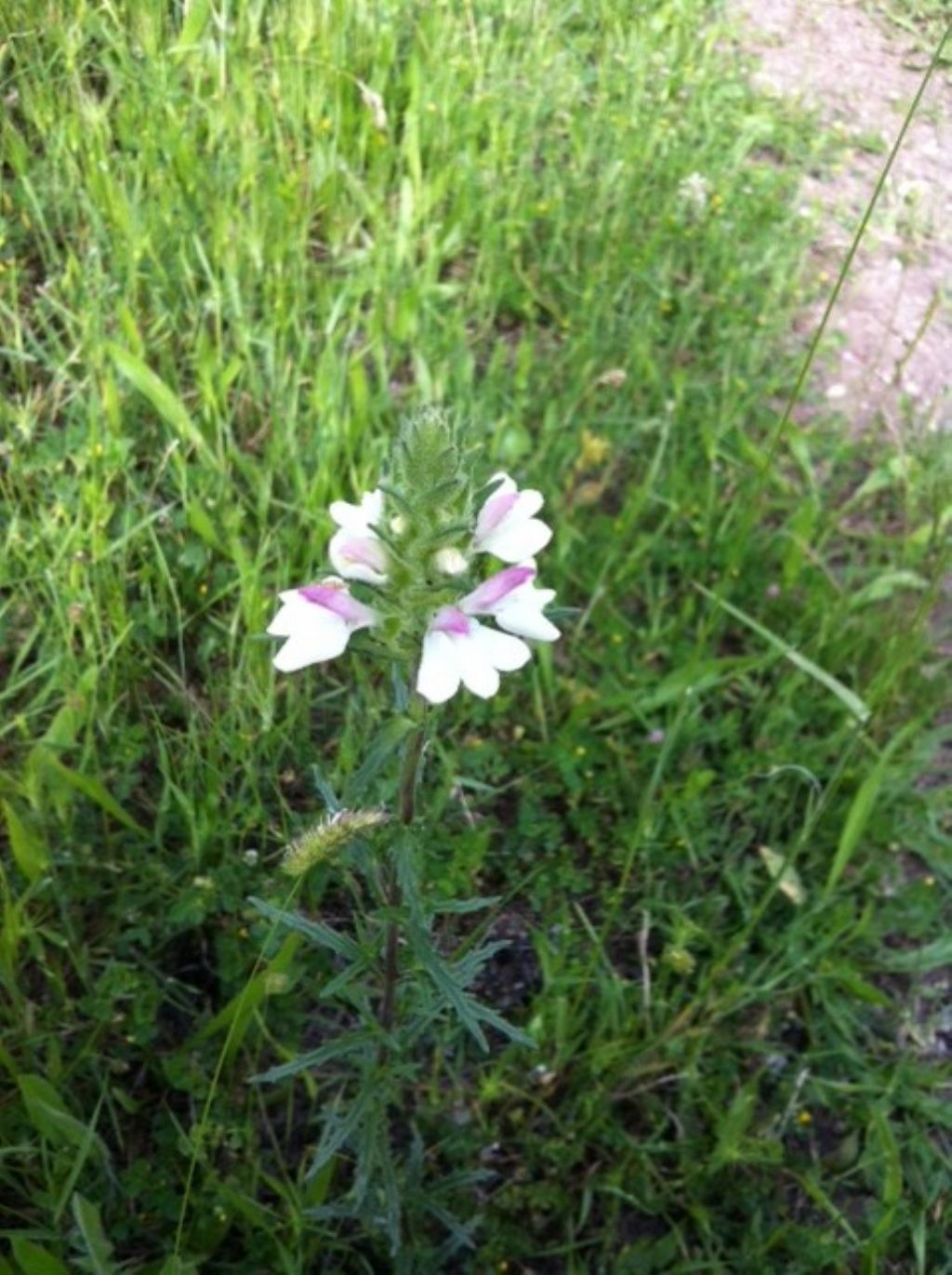 Bellardia trixago